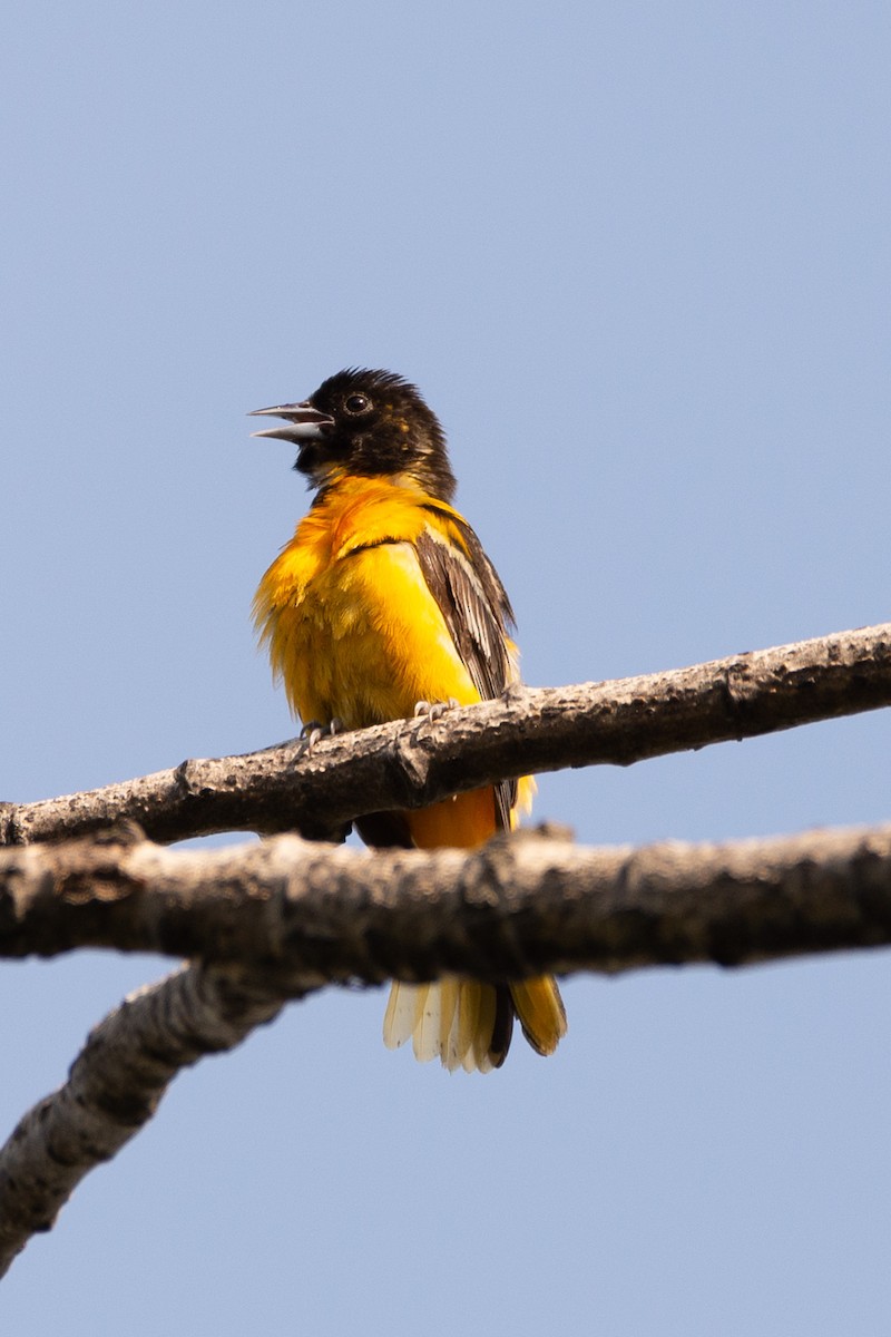 Oriole de Baltimore - ML584771011