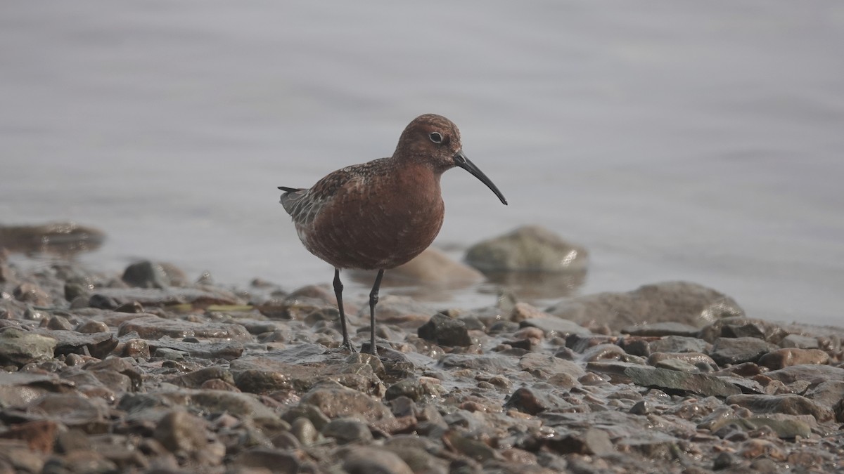 Curlew Sandpiper - Barry Day