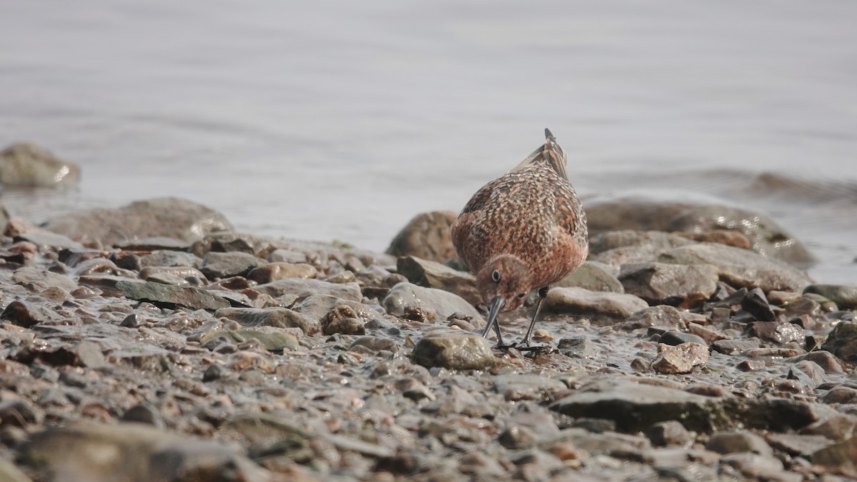 Curlew Sandpiper - ML584772641