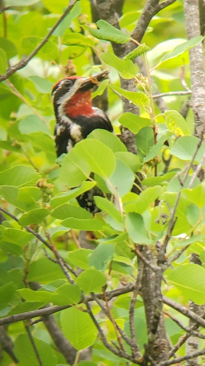 Red-naped Sapsucker - Tom Tokarz