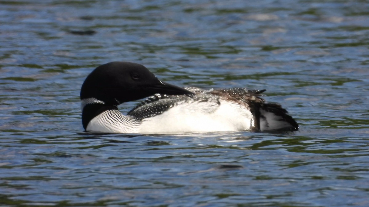 Common Loon - ML584773081