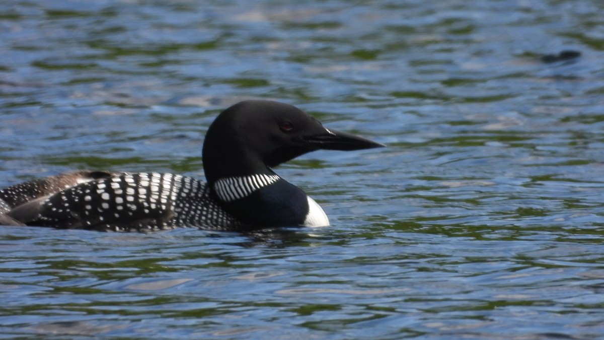 Common Loon - ML584773091