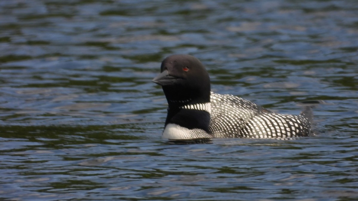 Common Loon - Denis Provencher COHL