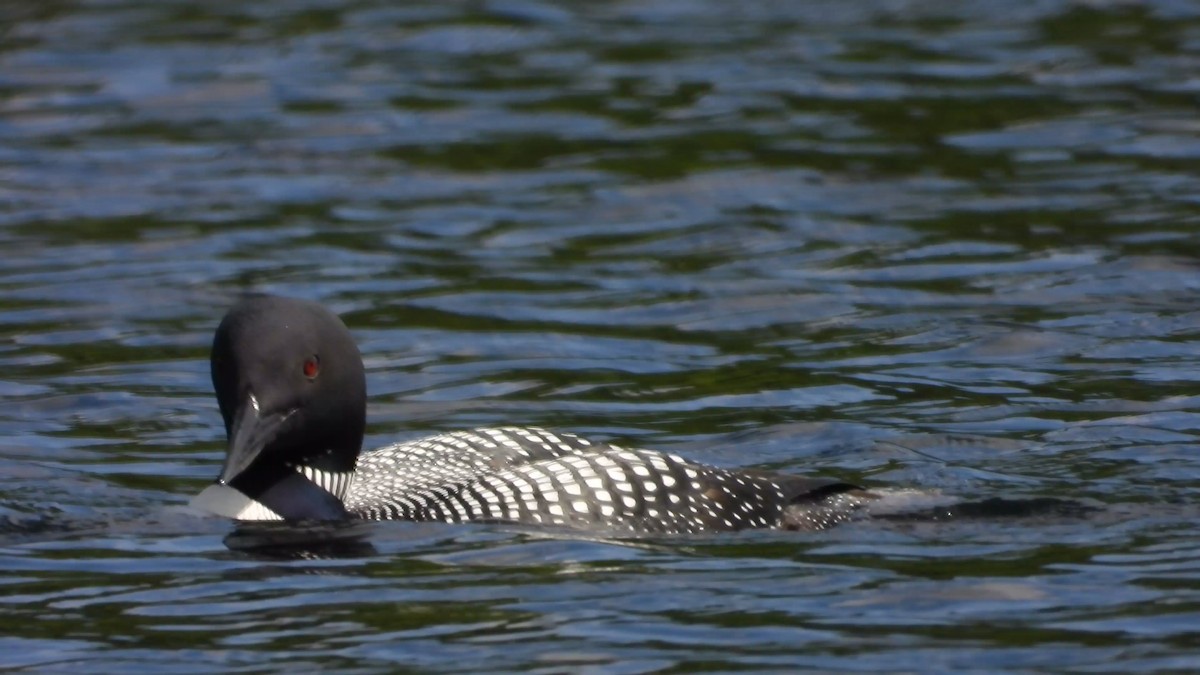 Common Loon - ML584773111