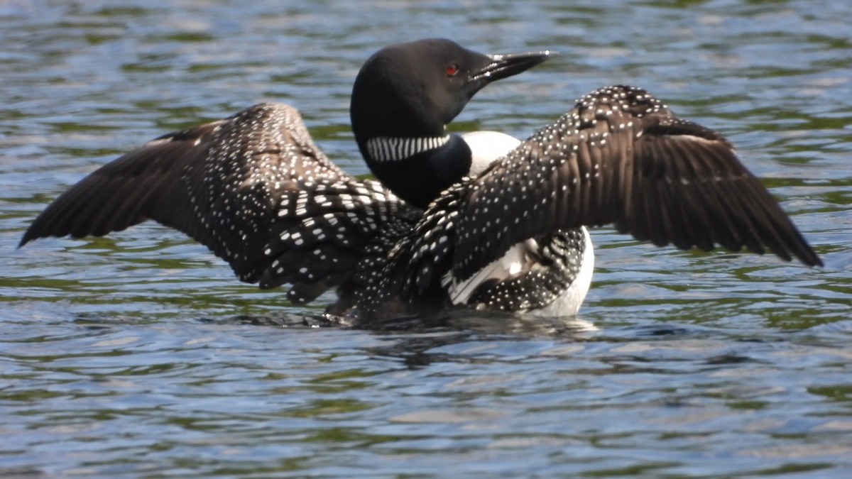 Common Loon - ML584773121