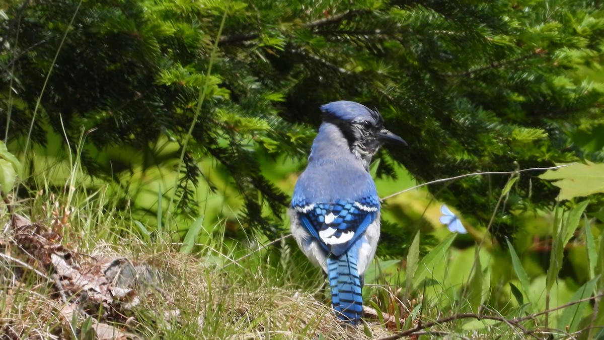 Blue Jay - ML584773451