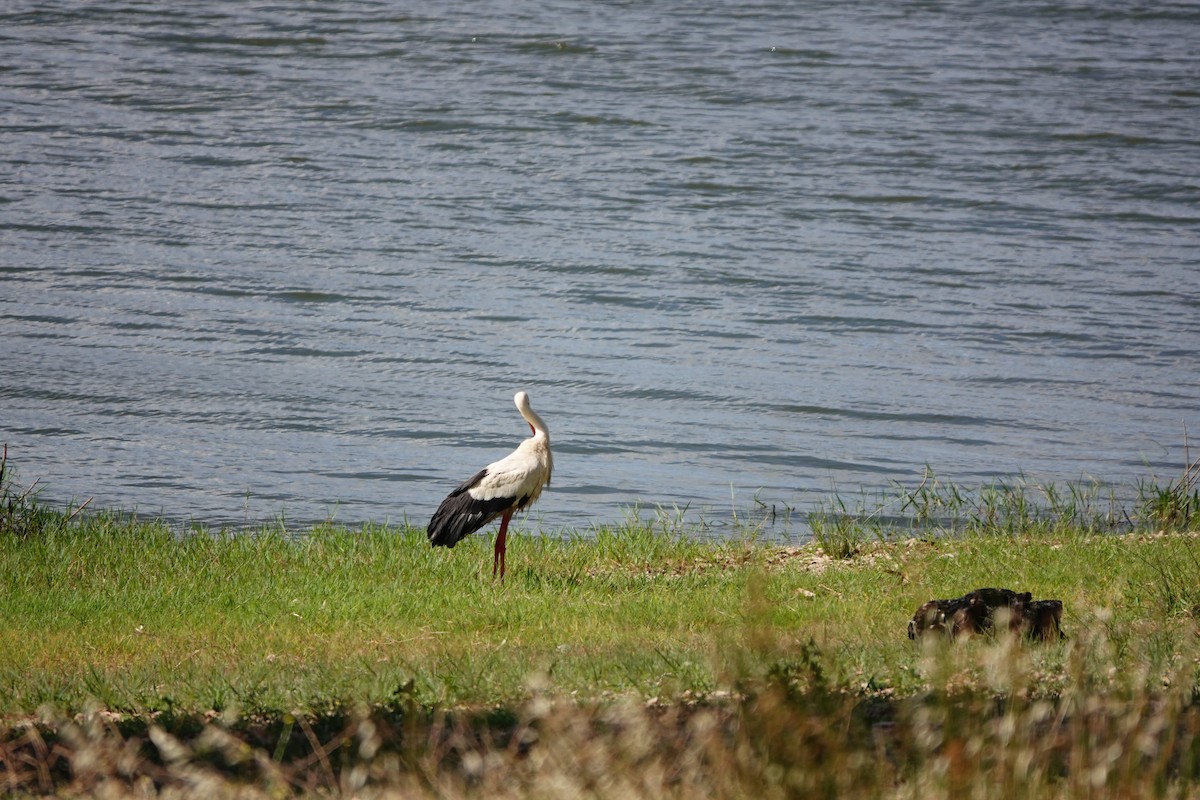 White Stork - ML584773851