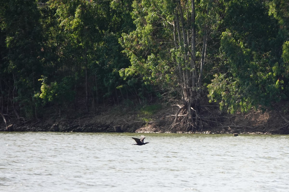 Тураг гогой - ML584774091