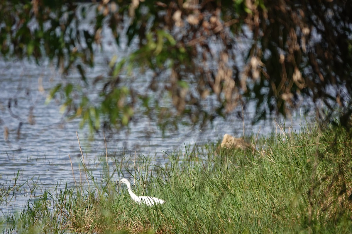 Хурган дэглий - ML584774221