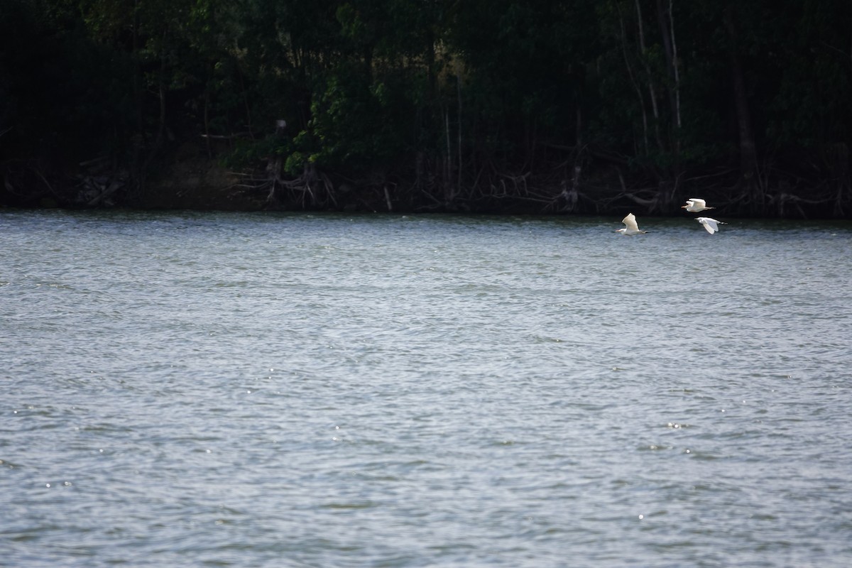 Western Cattle-Egret - ML584774271