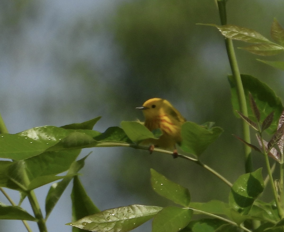 Yellow Warbler (Northern) - ML584774281
