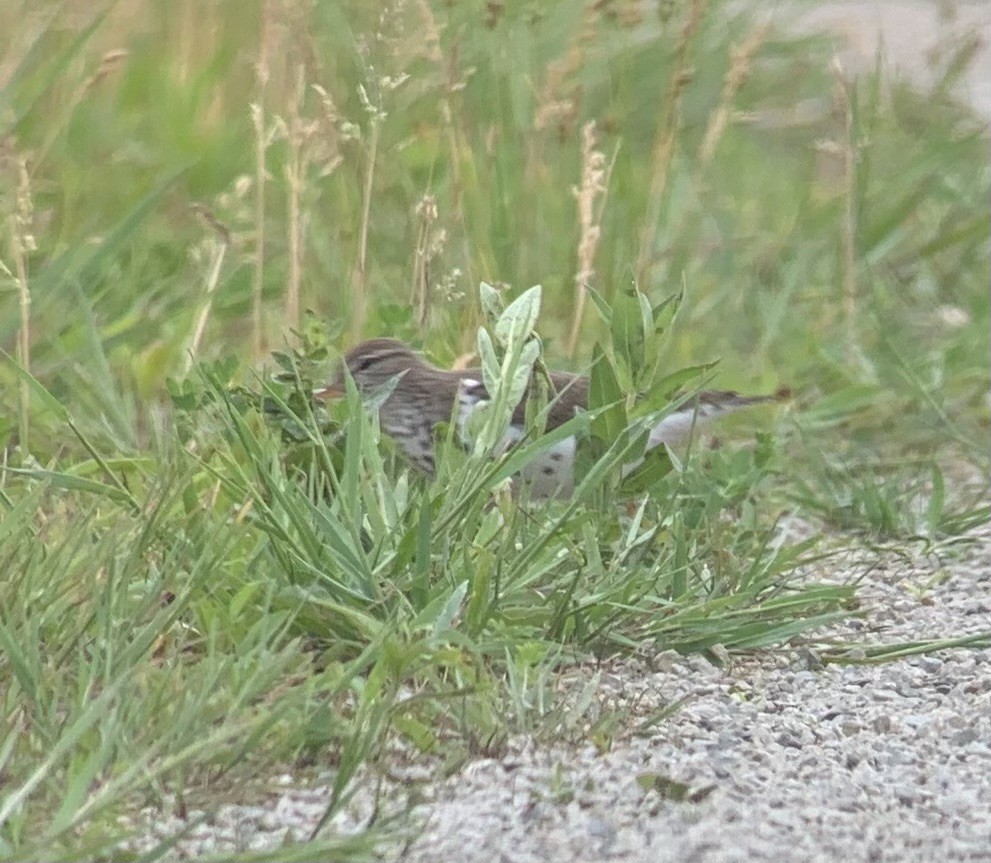 Spotted Sandpiper - angelique mori