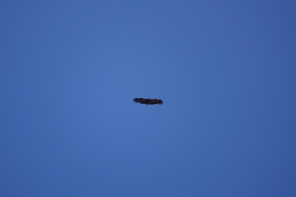 Нөмрөг тас - ML584775411