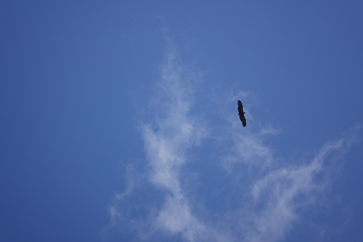 Нөмрөг тас - ML584775421