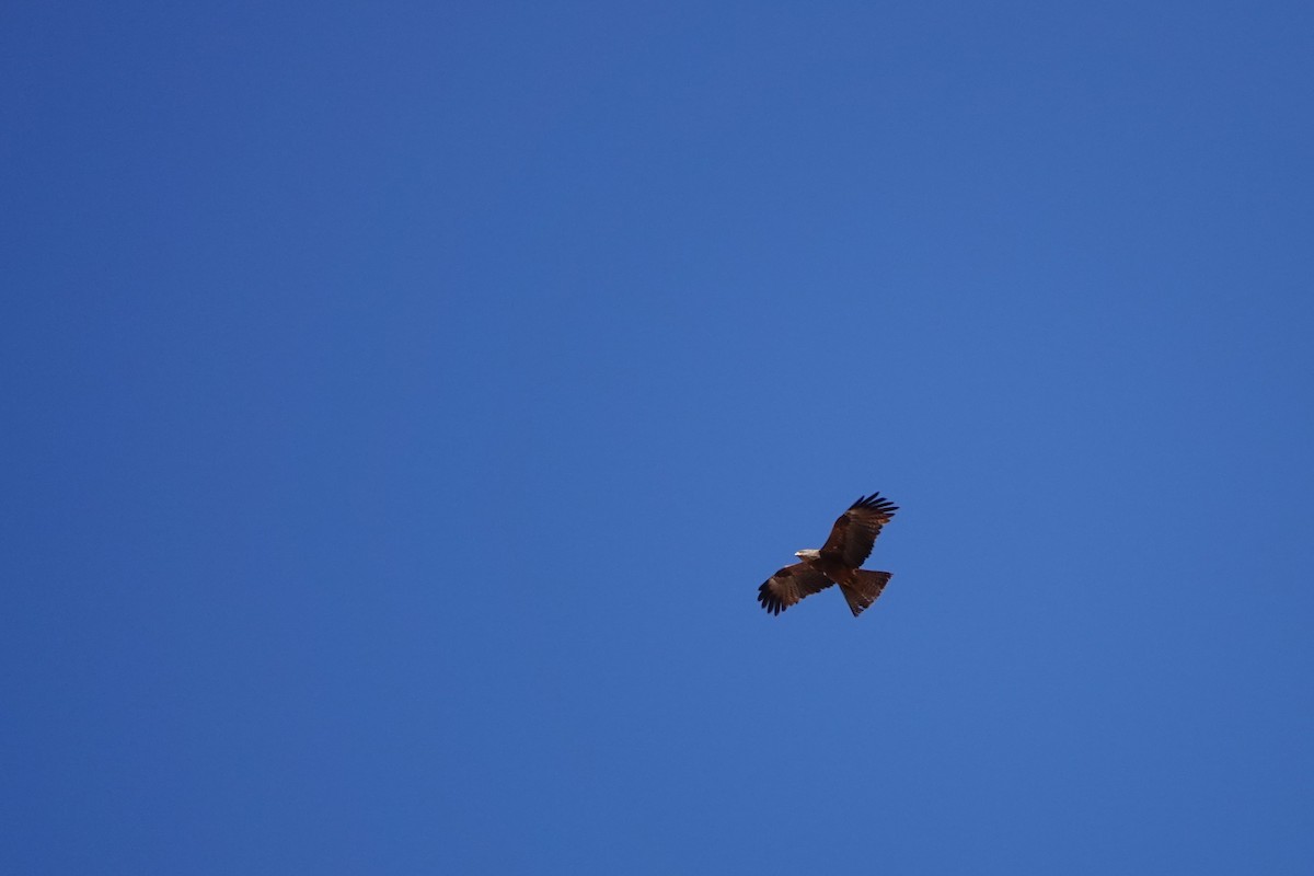 Сохор элээ - ML584775531