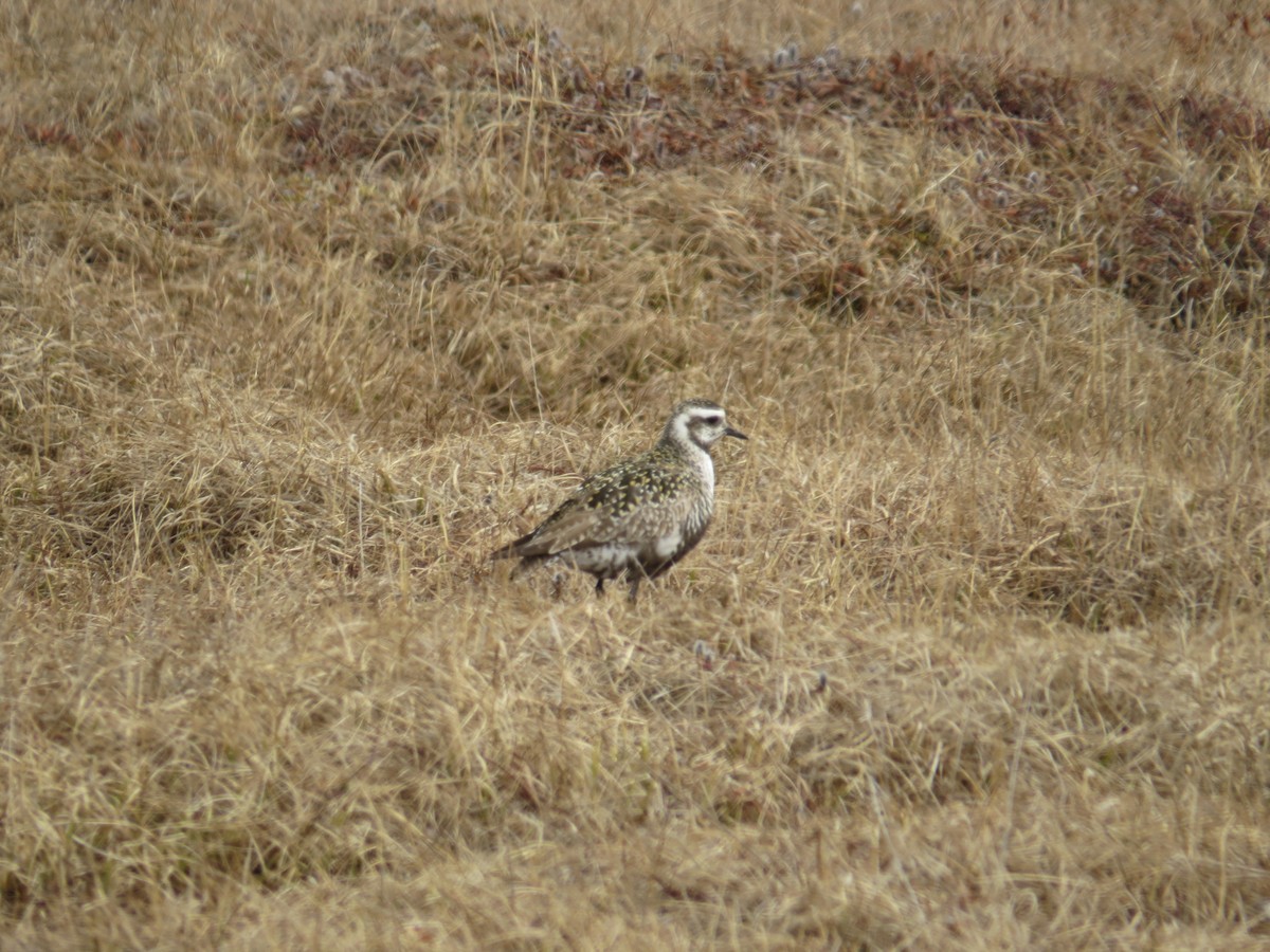 Pacific Golden-Plover - Tom Mickel