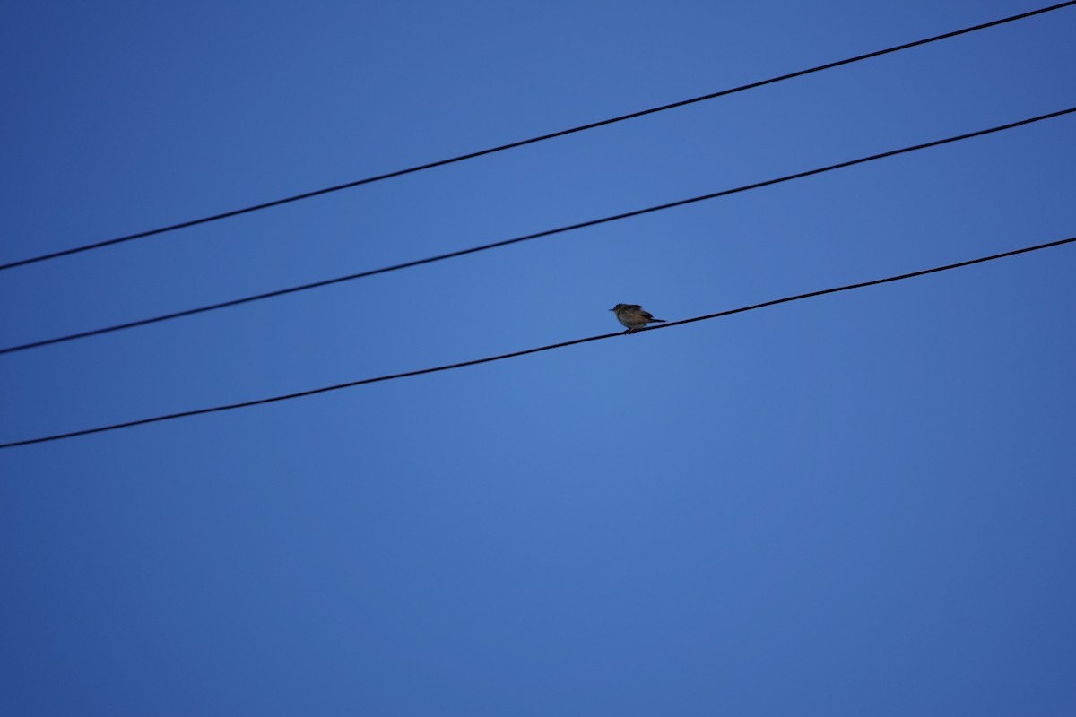 Zitting Cisticola - ML584776161