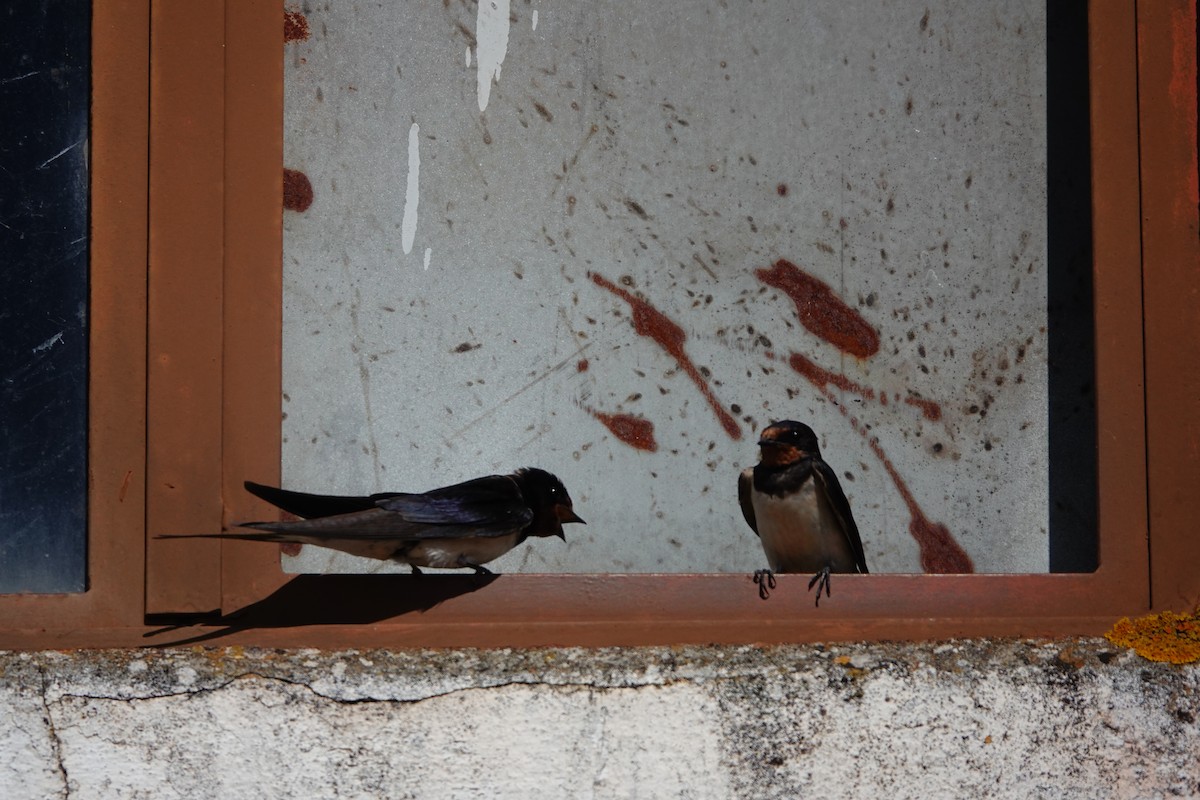 Асрын хараацай - ML584776251