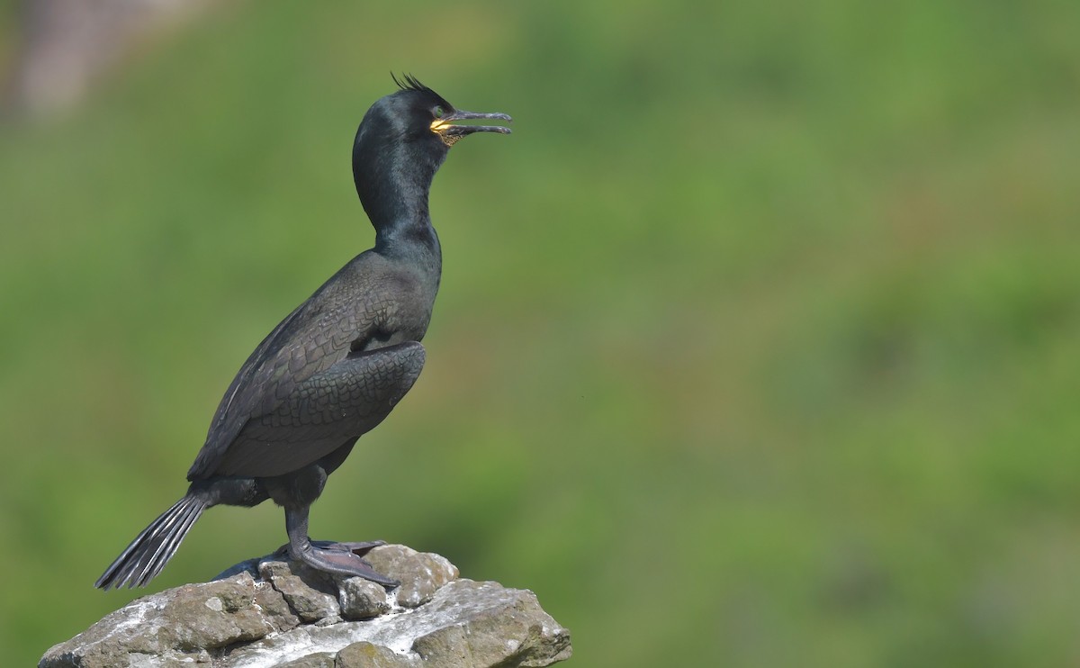 European Shag - ML584776261