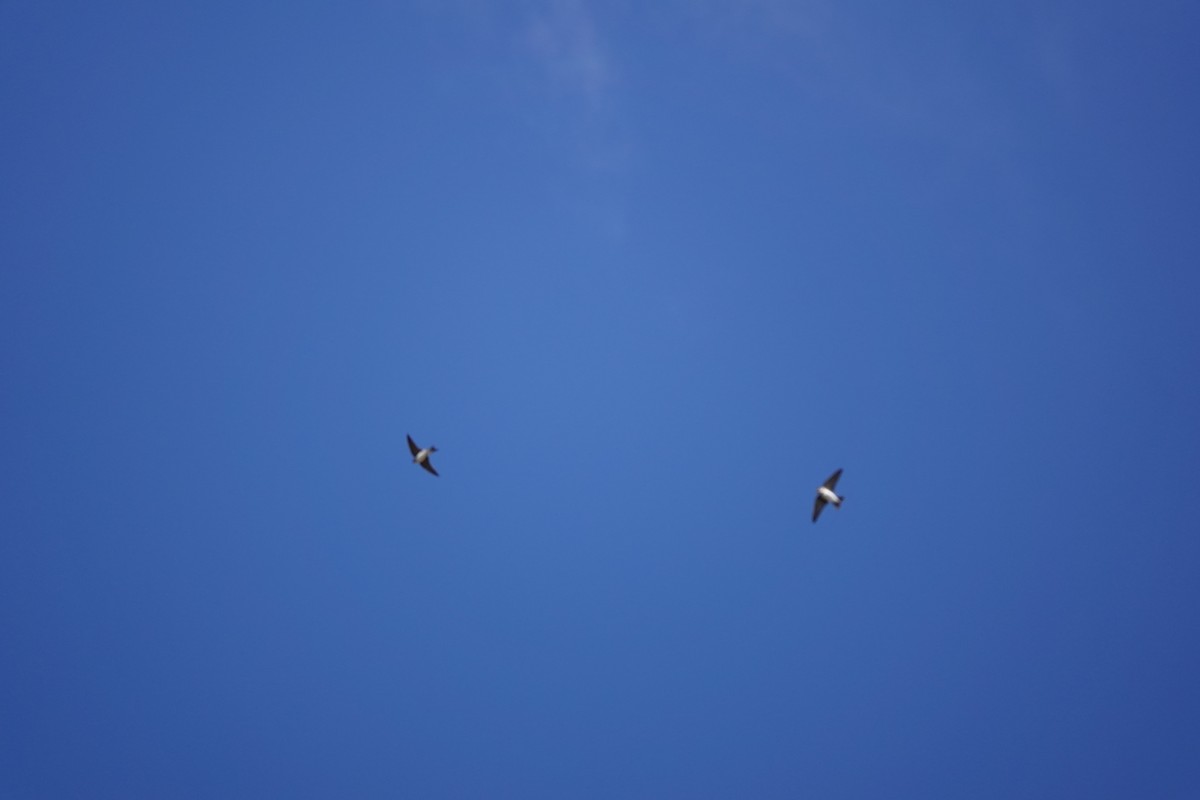 Хүрээний хараацай - ML584776311