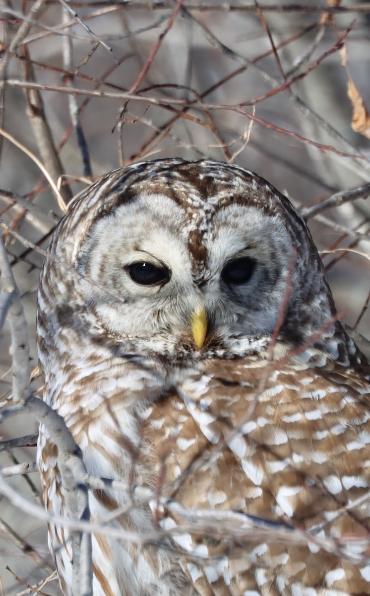 Barred Owl - ML584777581