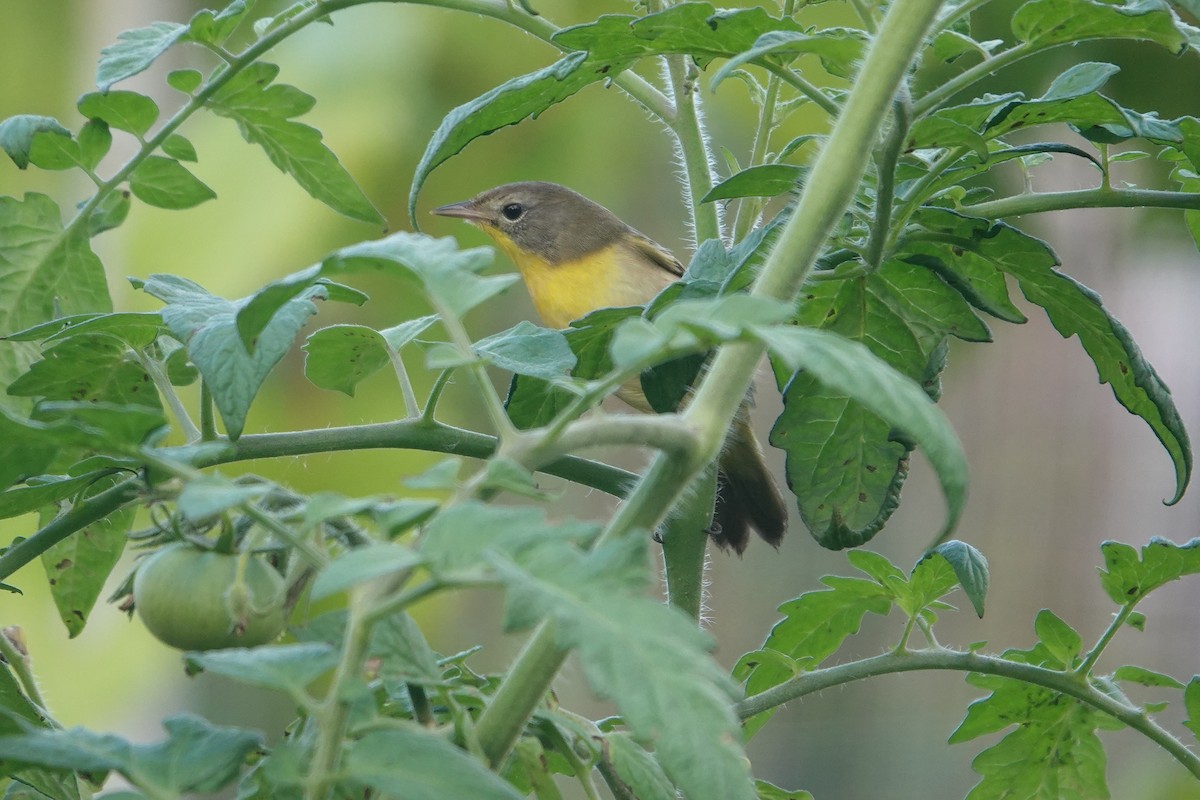 Common Yellowthroat - ML584777851