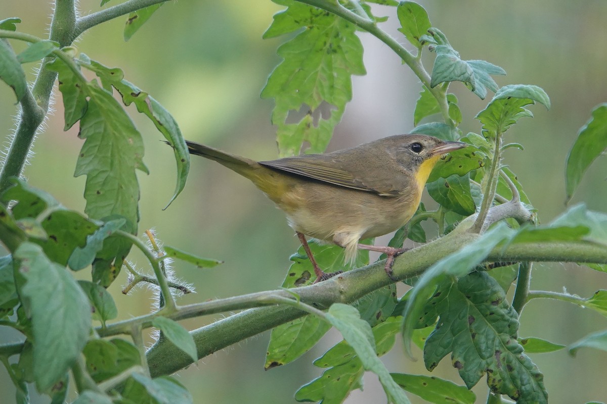 Common Yellowthroat - ML584777901