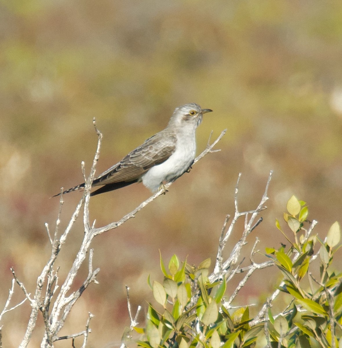 Pallid Cuckoo - ML584779551