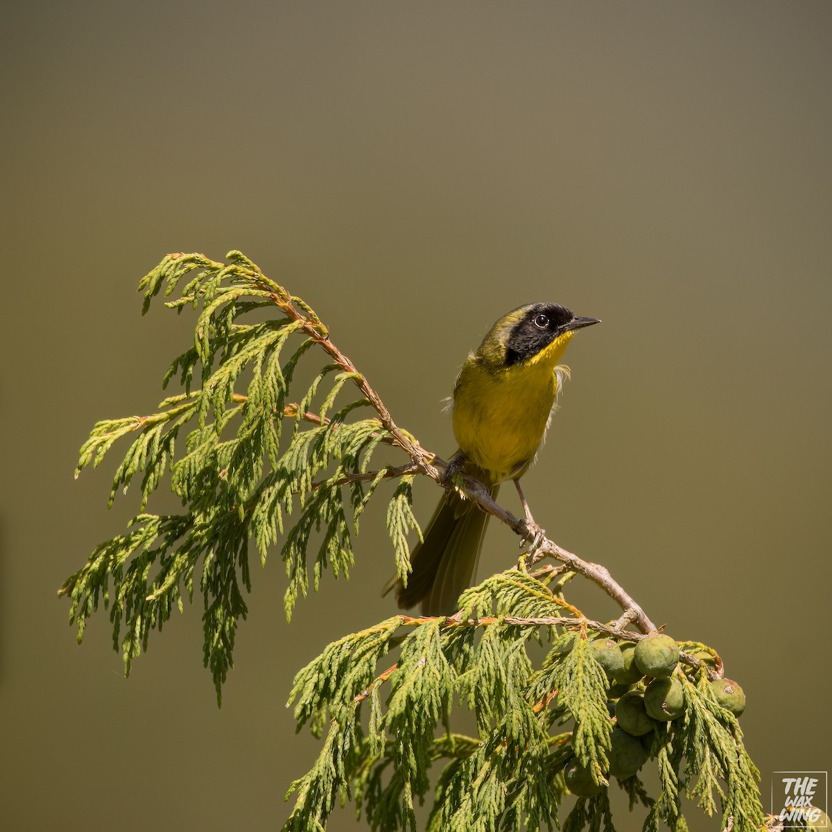 Hooded Yellowthroat - ML584779661
