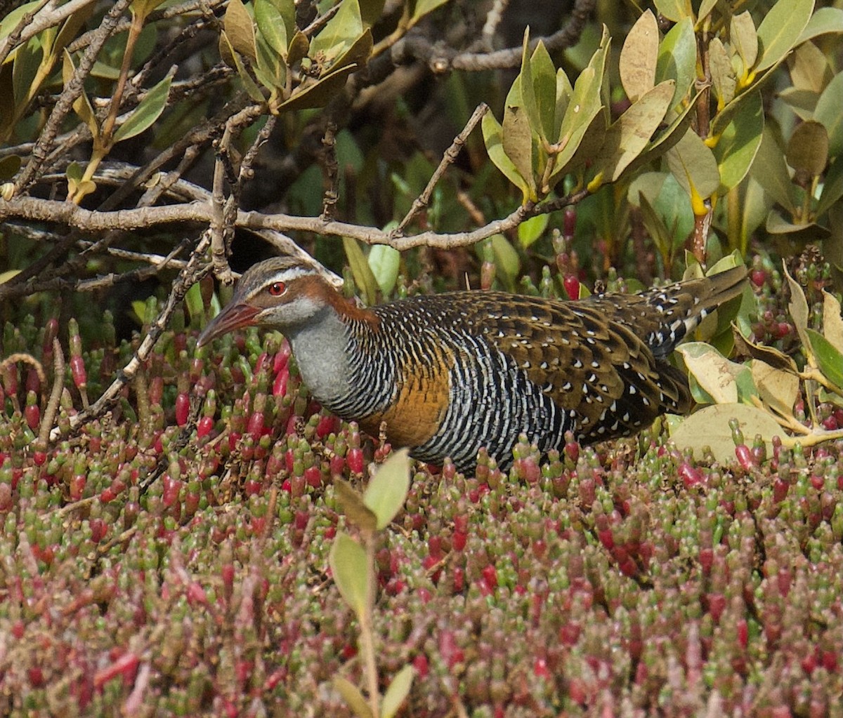 Buff-banded Rail - ML584779701