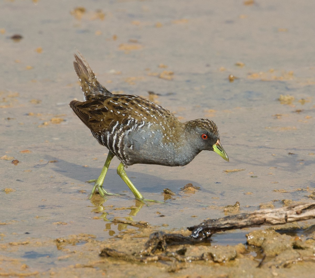 Australian Crake - ML584779851