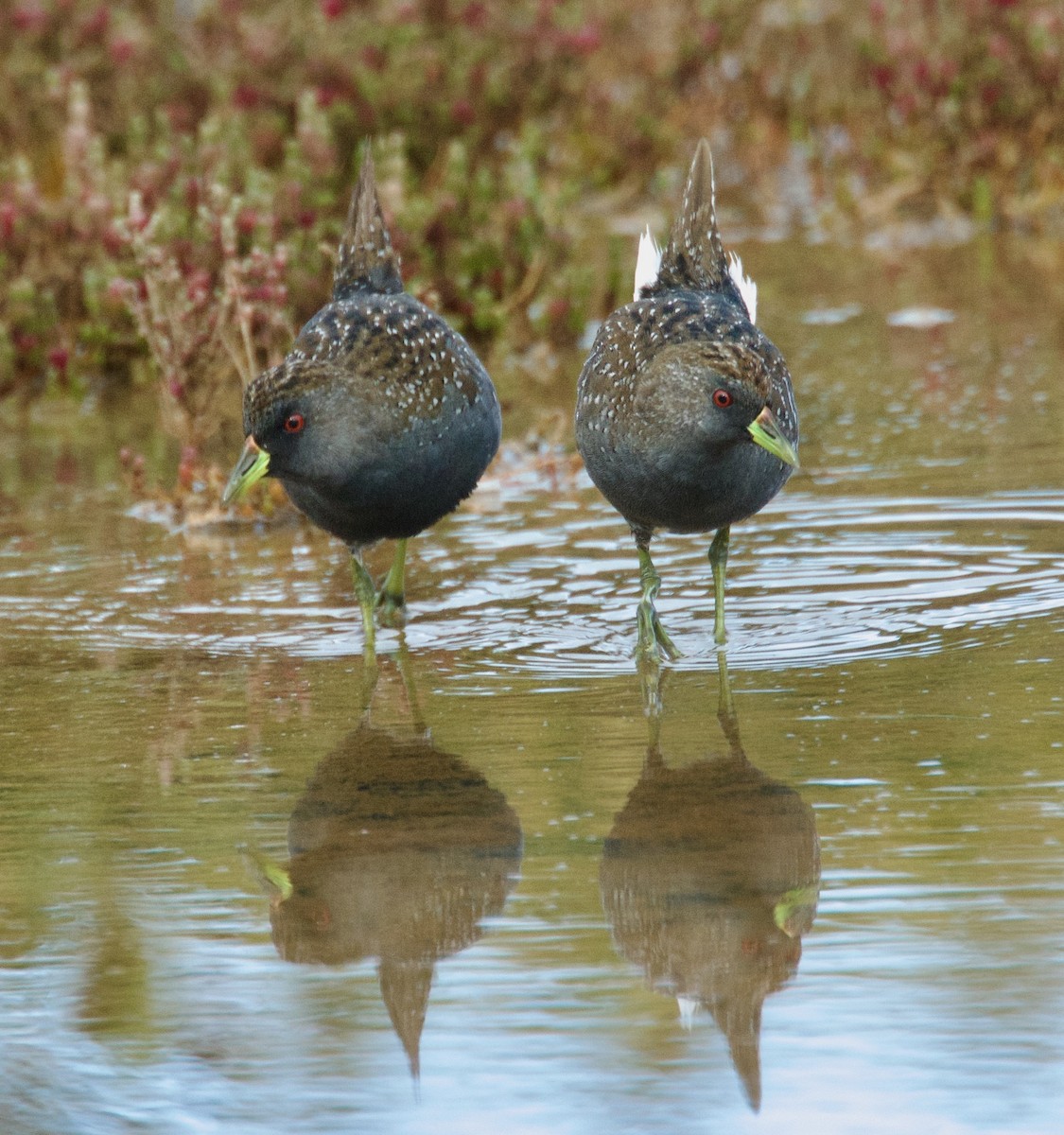 Australian Crake - ML584779941