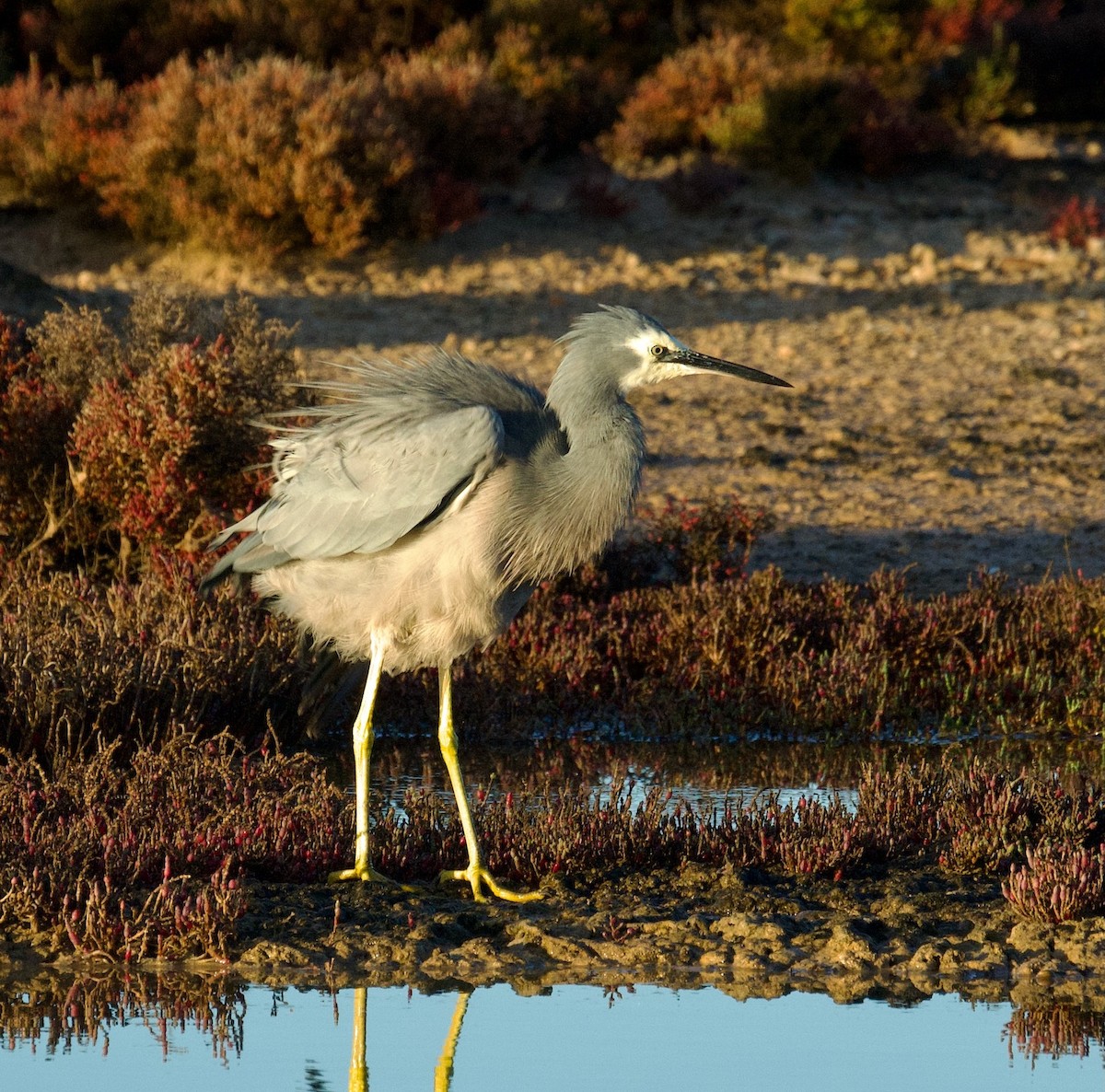 White-faced Heron - ML584780271