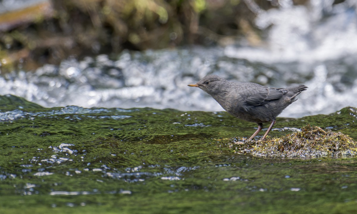 American Dipper - Becky Matsubara