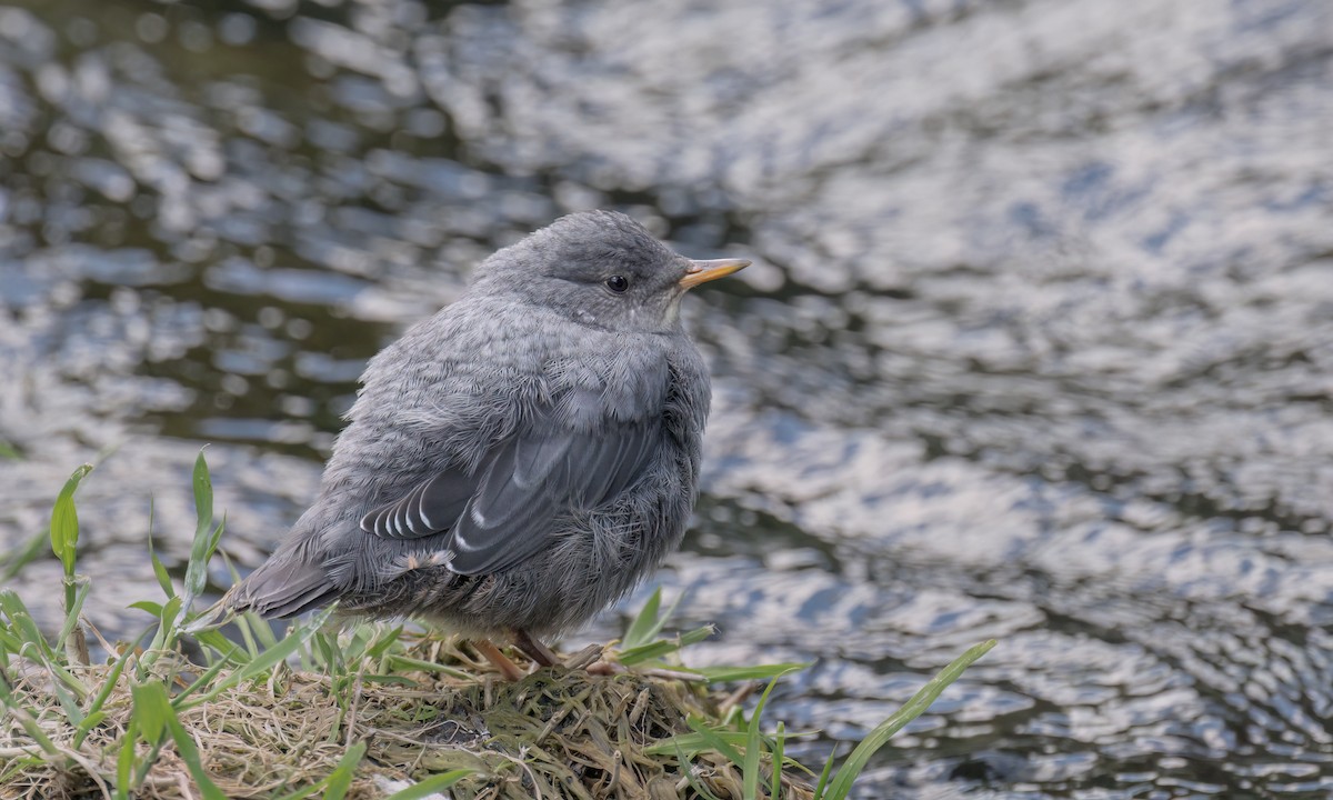 American Dipper - ML584780361