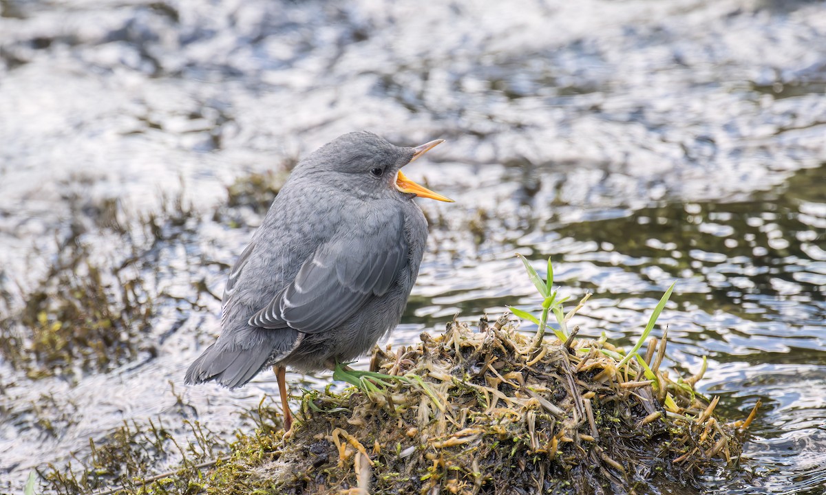 American Dipper - ML584780371