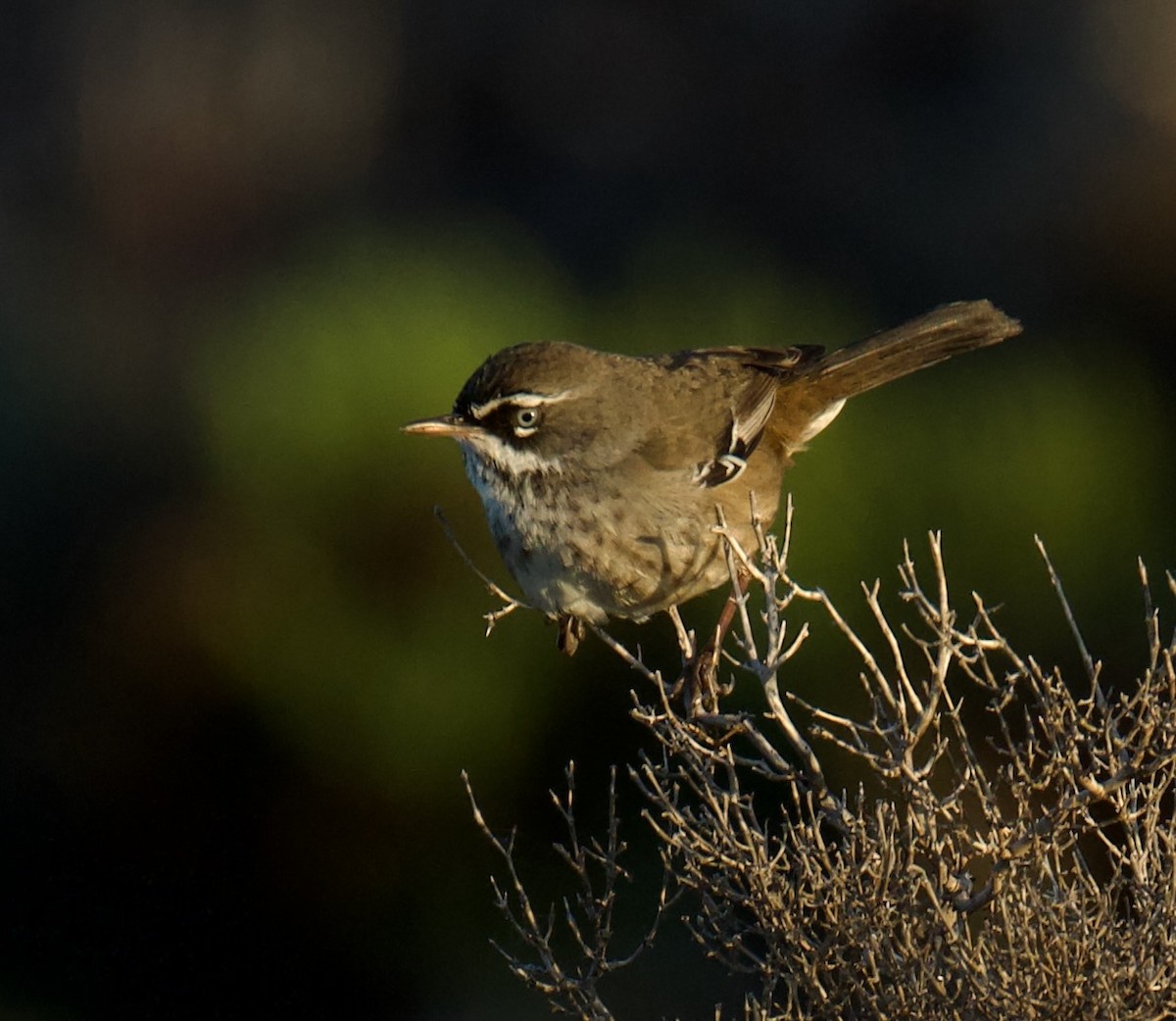 Fleckensericornis - ML584780391