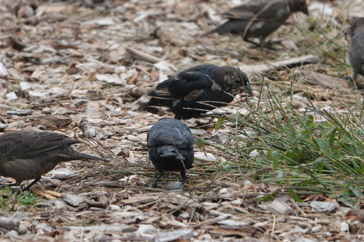 Brown-headed Cowbird - ML584780441