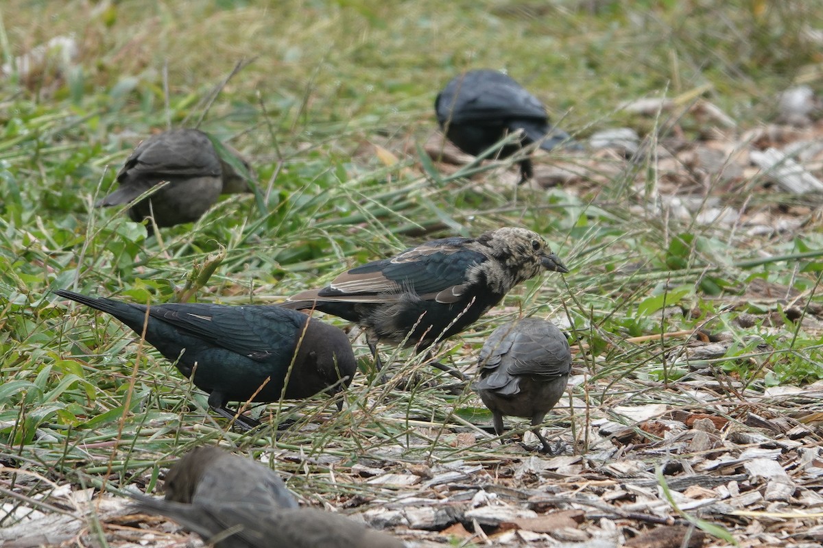 Brown-headed Cowbird - Paul  McPartland