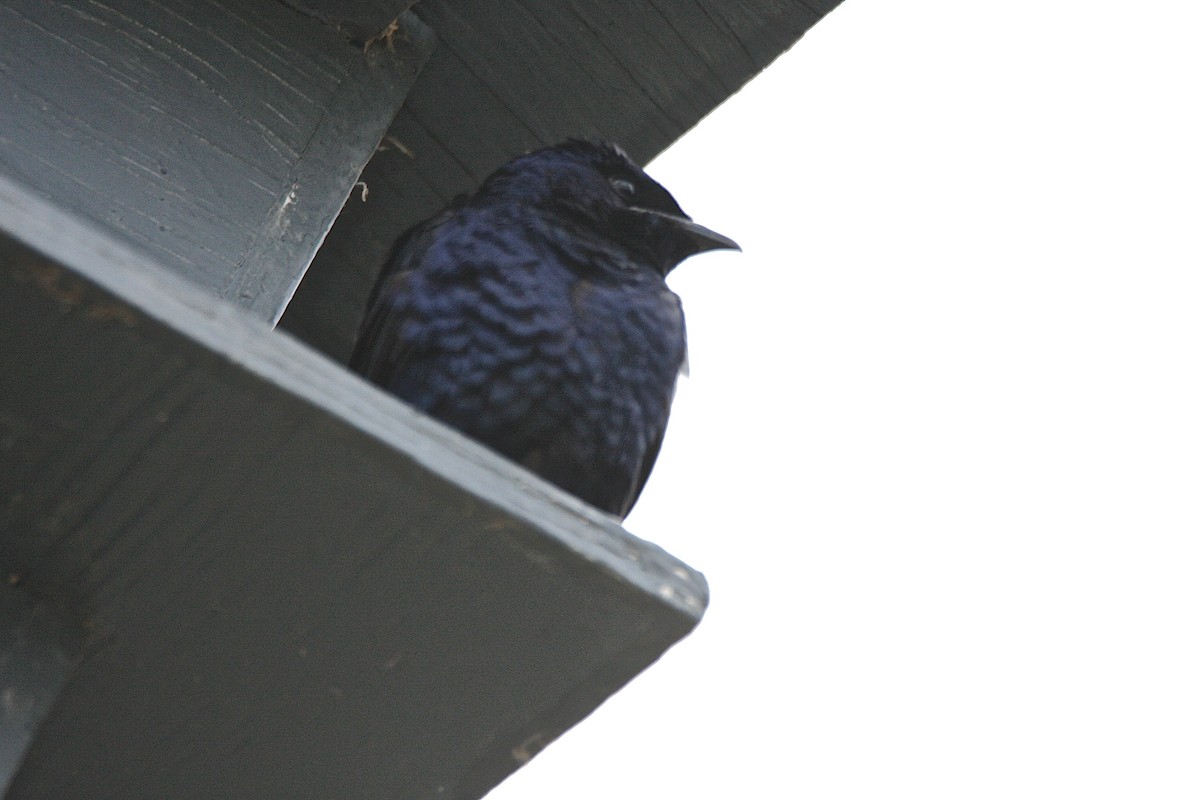 Golondrina Purpúrea - ML58478081