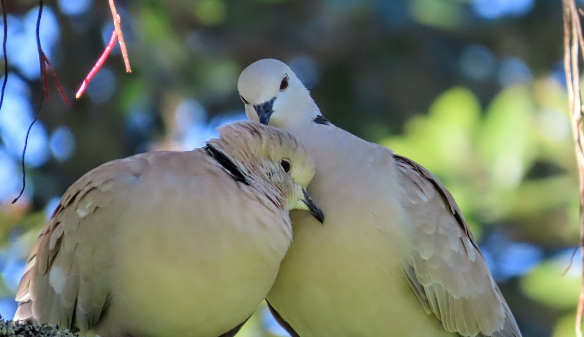 African Collared-Dove - ML584781051