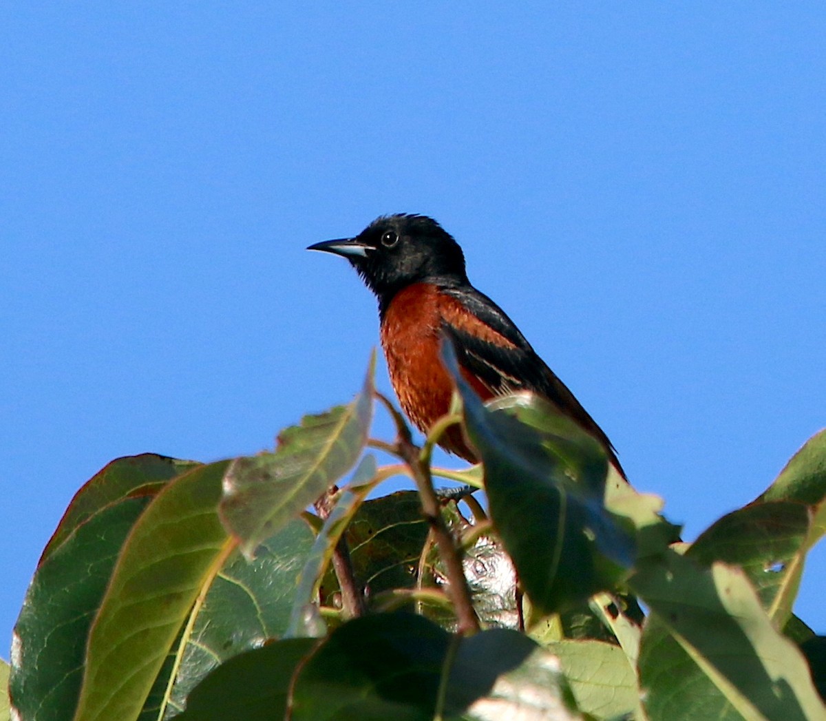 Orchard Oriole - ML584782561