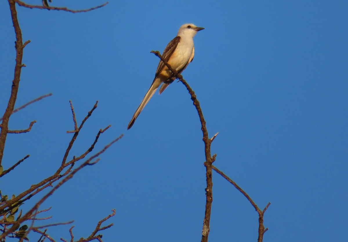 Scissor-tailed Flycatcher - John Maresh