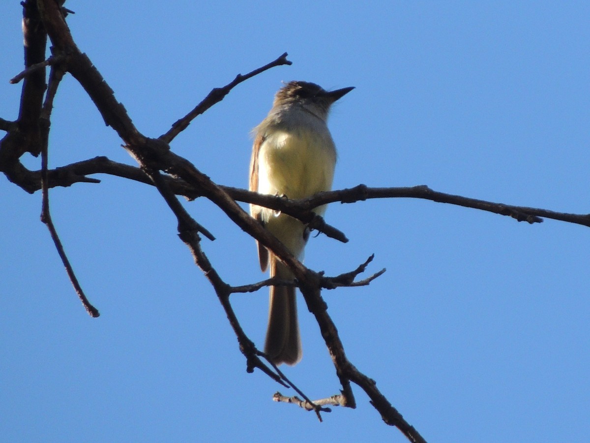 Dusky-capped Flycatcher - ML58478281