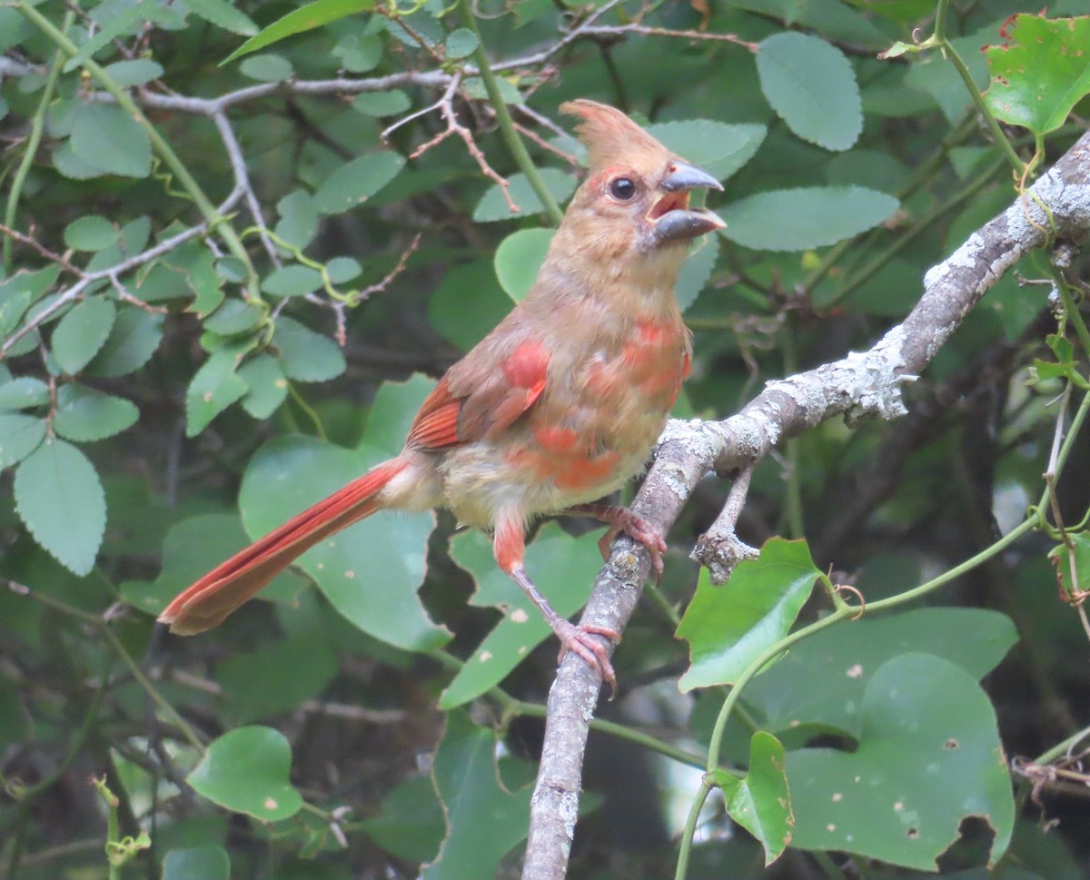 Northern Cardinal - ML584783261