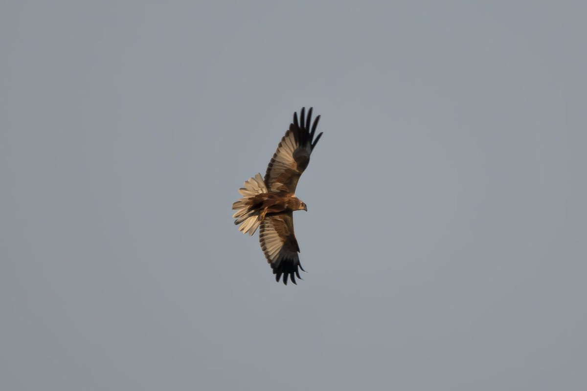 Western Marsh Harrier - ML584783451
