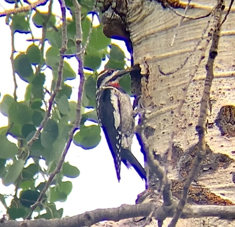 Red-naped Sapsucker - Mike Green