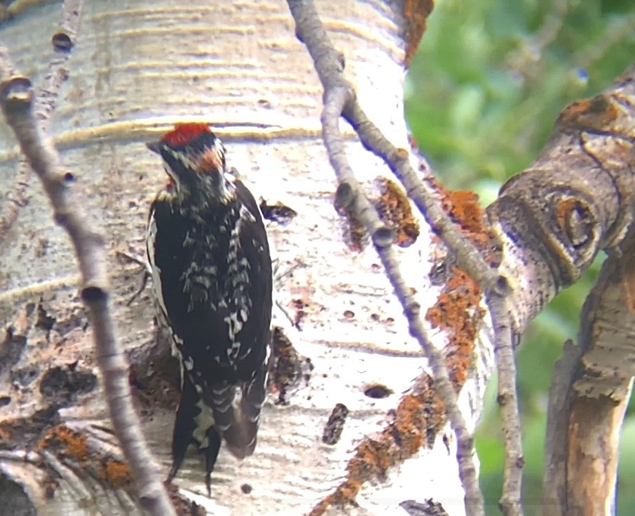 Red-naped Sapsucker - Mike Green