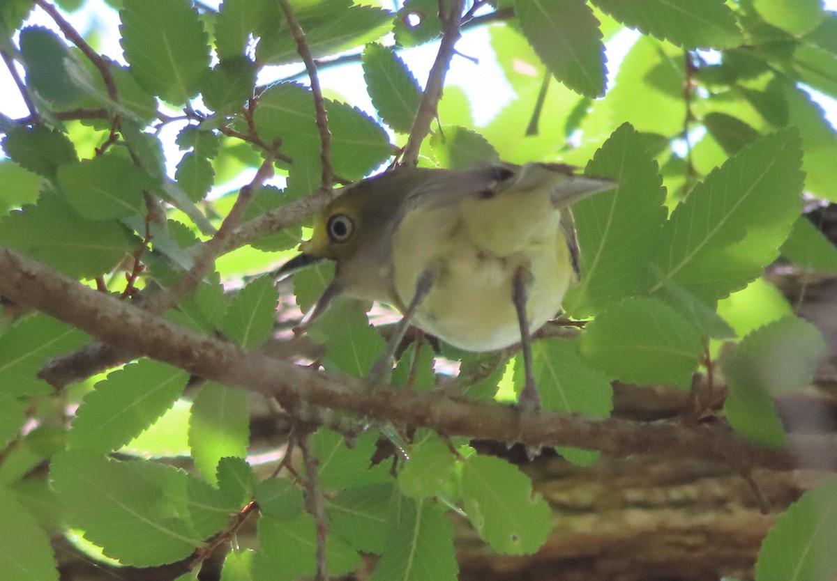 White-eyed Vireo - John Maresh