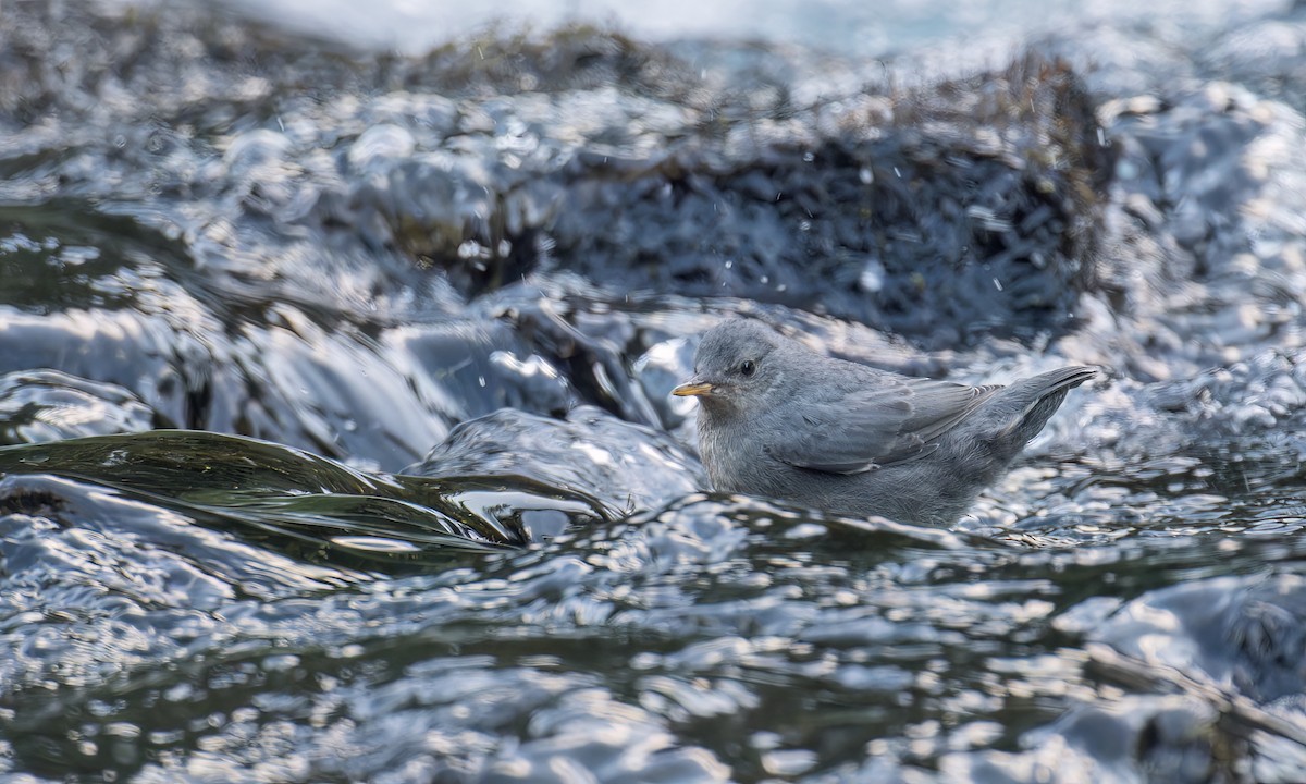 American Dipper - ML584784271